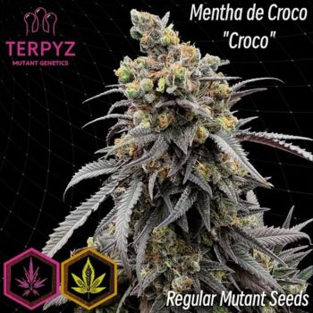 Mentha de Croco &