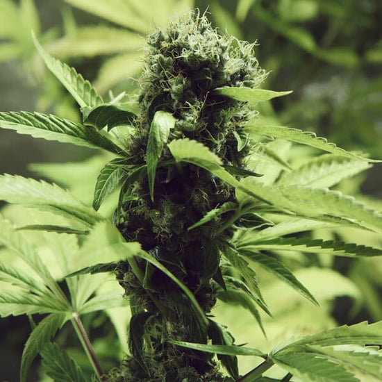 Northern Light - Royal Queen Seeds 3 Samen (F)