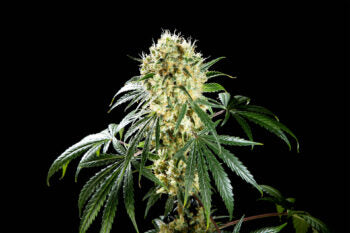 Oreoz USA - Kannabia 3+1 Samen (F)