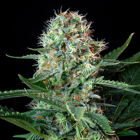 Royal Cookies - Royal Queen Seeds 3 Samen (F)