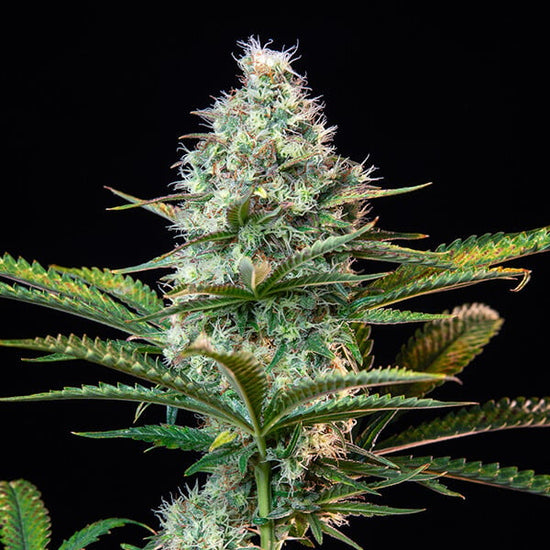 Royal Runtz - Royal Queen Seeds 3 Samen