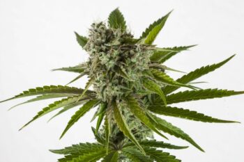 RS11 (Rainbow Sherbet) - Kannabia 10+3 Samen (F)