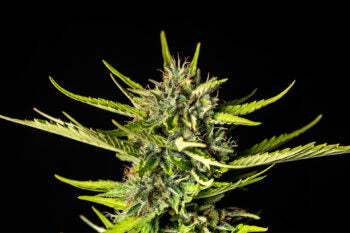 Strawberry Haze Auto - Kannabia 10+3 Samen (F)