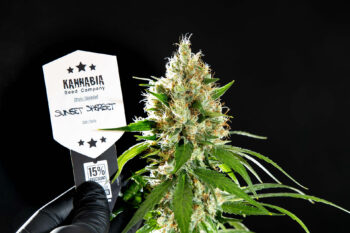 Sunset Sherbet - Kannabia 3+1 Samen (F)