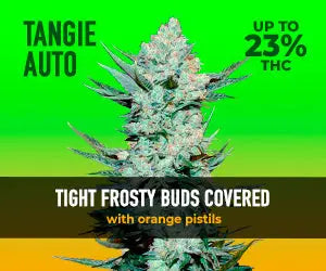 Tangie Auto - Fastbuds 5 Samen (F)