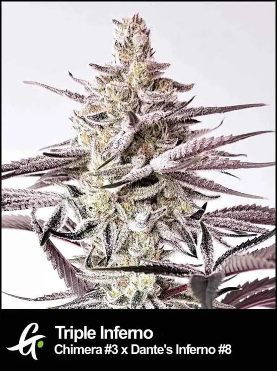Triple Inferno (Chimera 