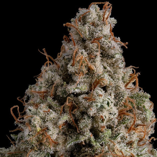 White Widow - Royal Queen Seeds 3 Samen (F)