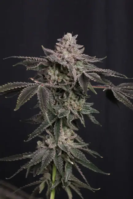 Z42 - Fastbuds Ltd Edition Feminisiert Saatgut 10 Samen