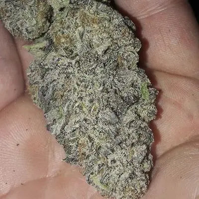 Zurple Punch BX Feminisiert Saatgut